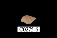 藏品(麥螺科)的圖片